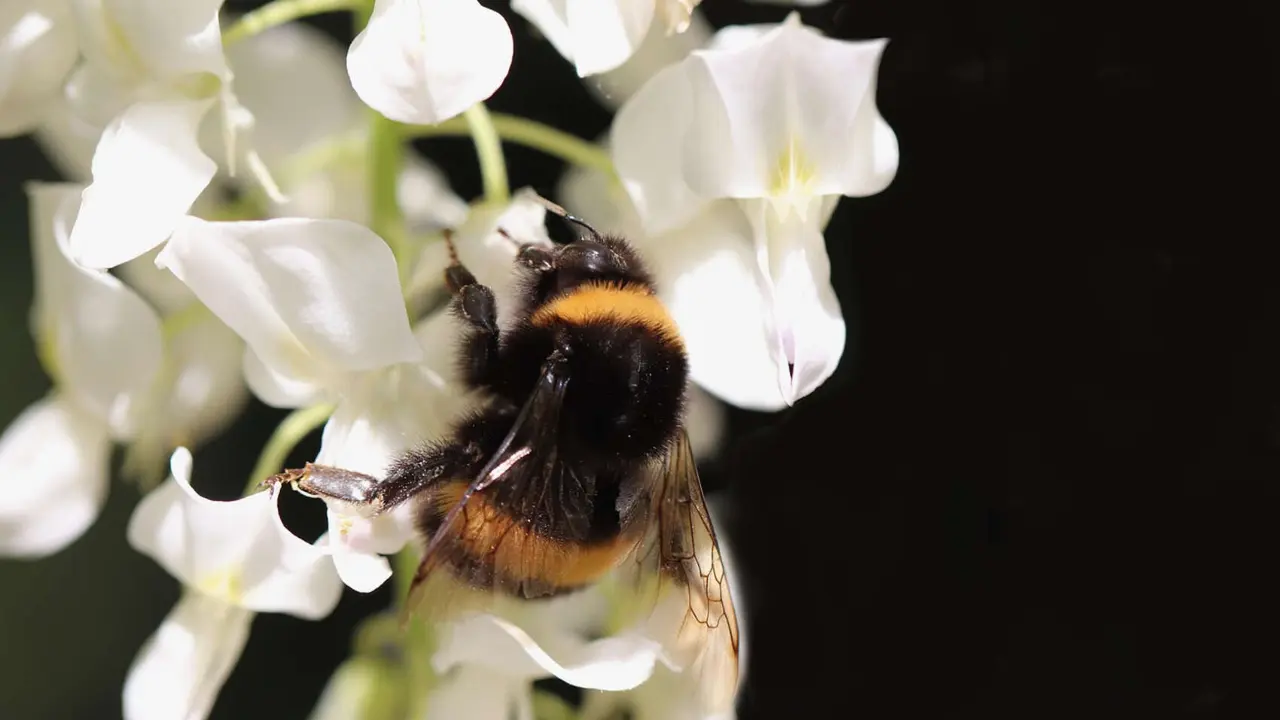 Abejorro com&uacute;n (Bombus terrestris). / Pixabay