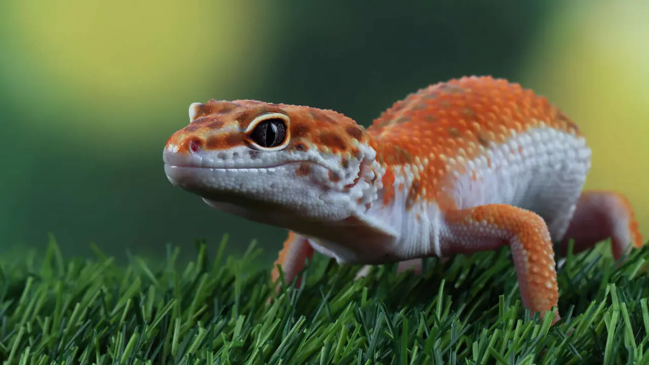 Gecko leopardo. / Freepik