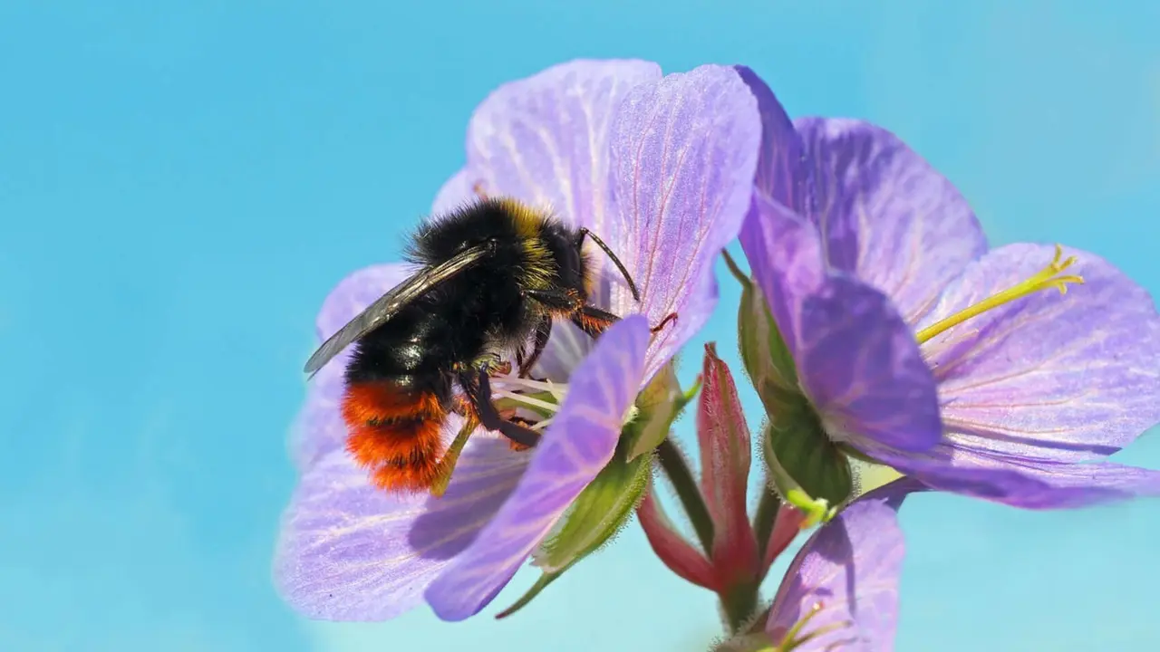 Abejorros de cola roja, (Bombus lapidarius). / Pixabay