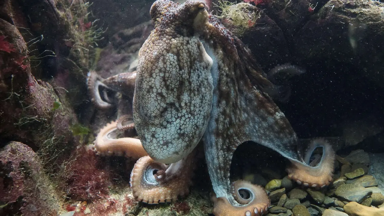 Un pulpo. / Taken en Pixabay