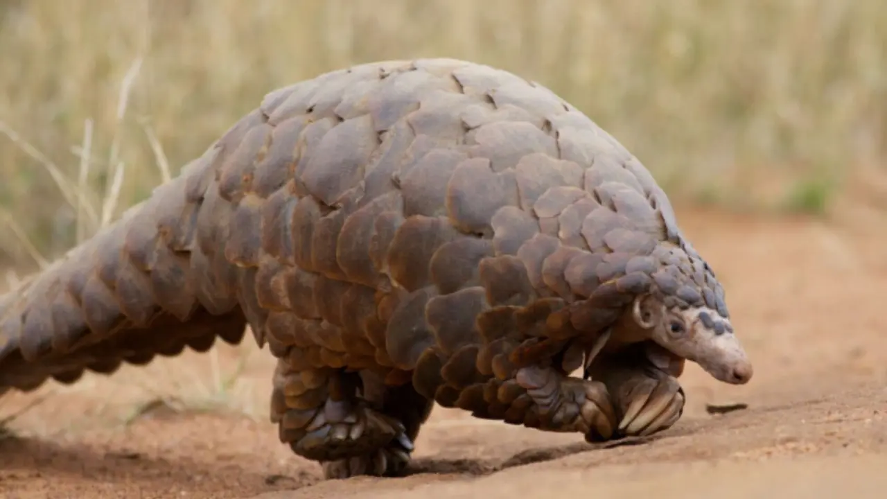 Foto de un pangol&iacute;n. / Servicio de Pesca y Vida Silvestre de los Estados Unidos (FWS)