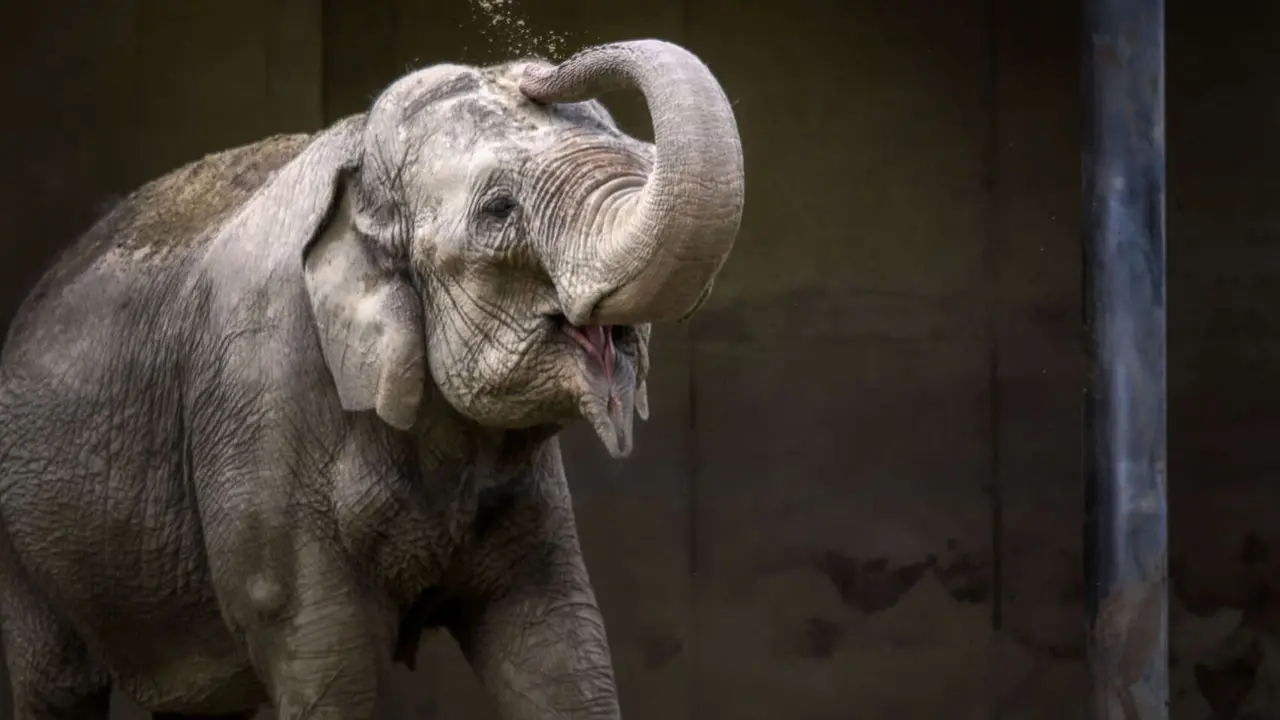 Elefante. / Pixabay