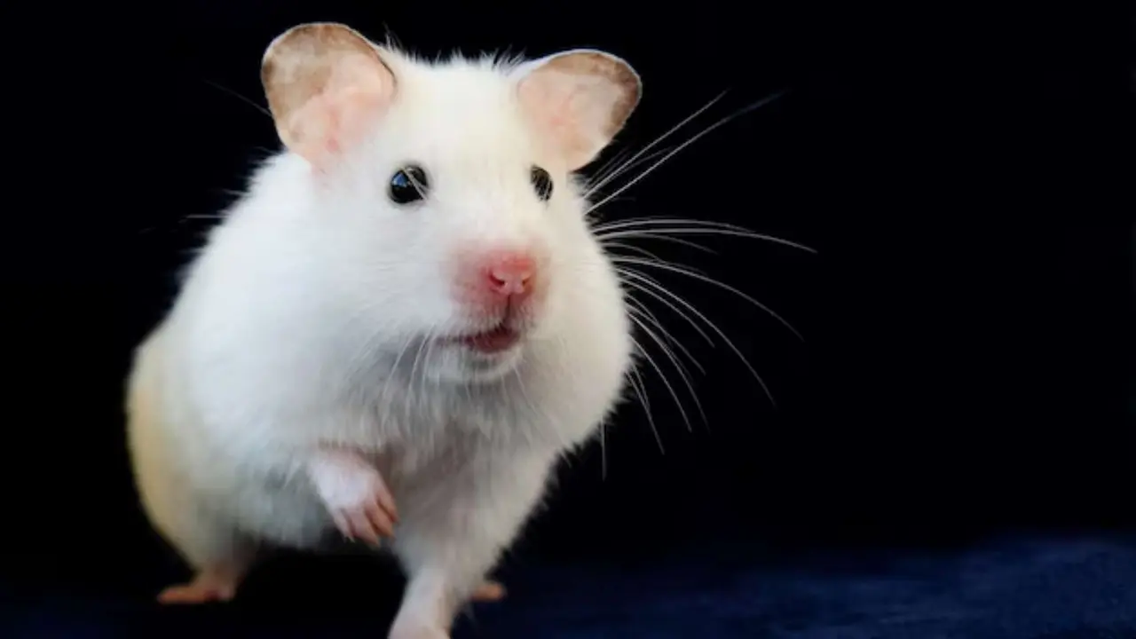 Un rat&oacute;n. / Freepik.