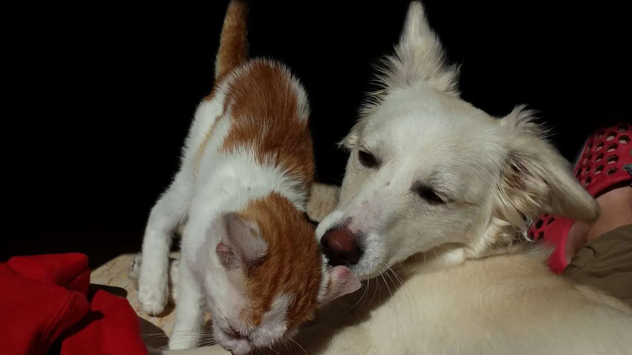 Un gato y un perro. / AlexTino en Pixabay