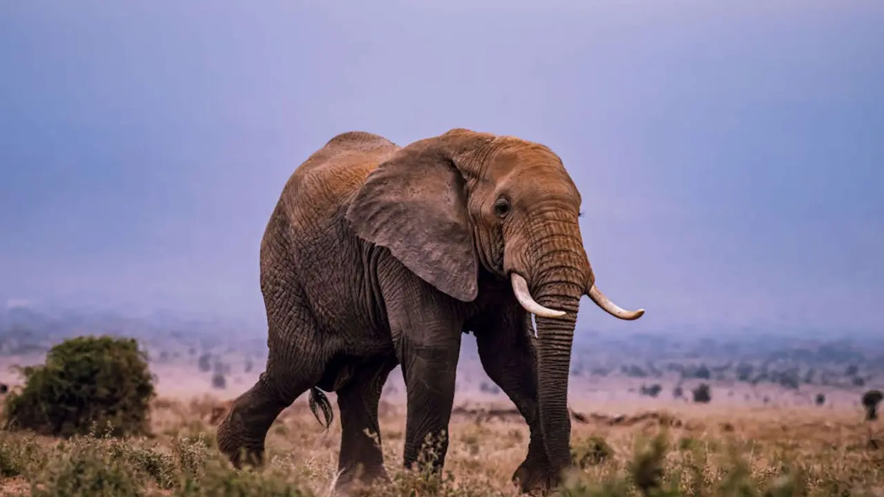 Elefante. / Pexels