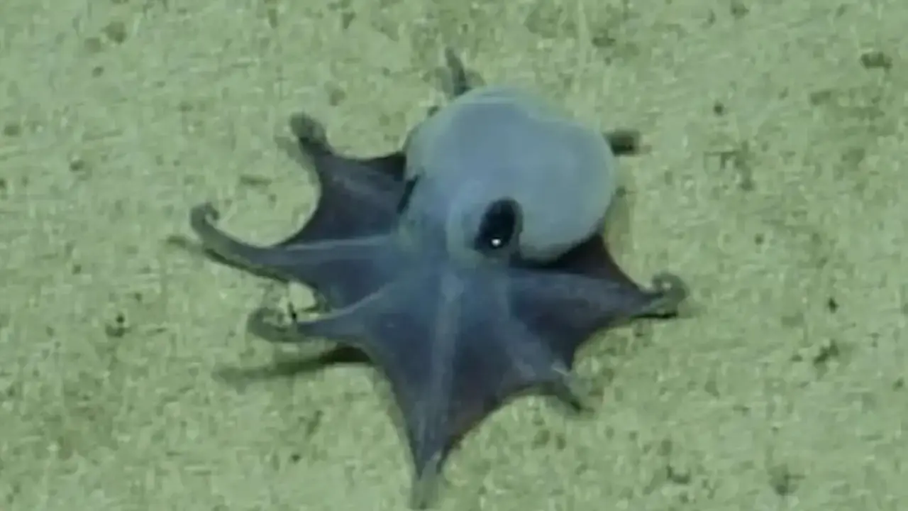 Peque&ntilde;o pulpo azulado en las islas Gal&aacute;pagos (Microeledone galapagensis). / Charles Darwin Foundation- Field Museum de Chicago