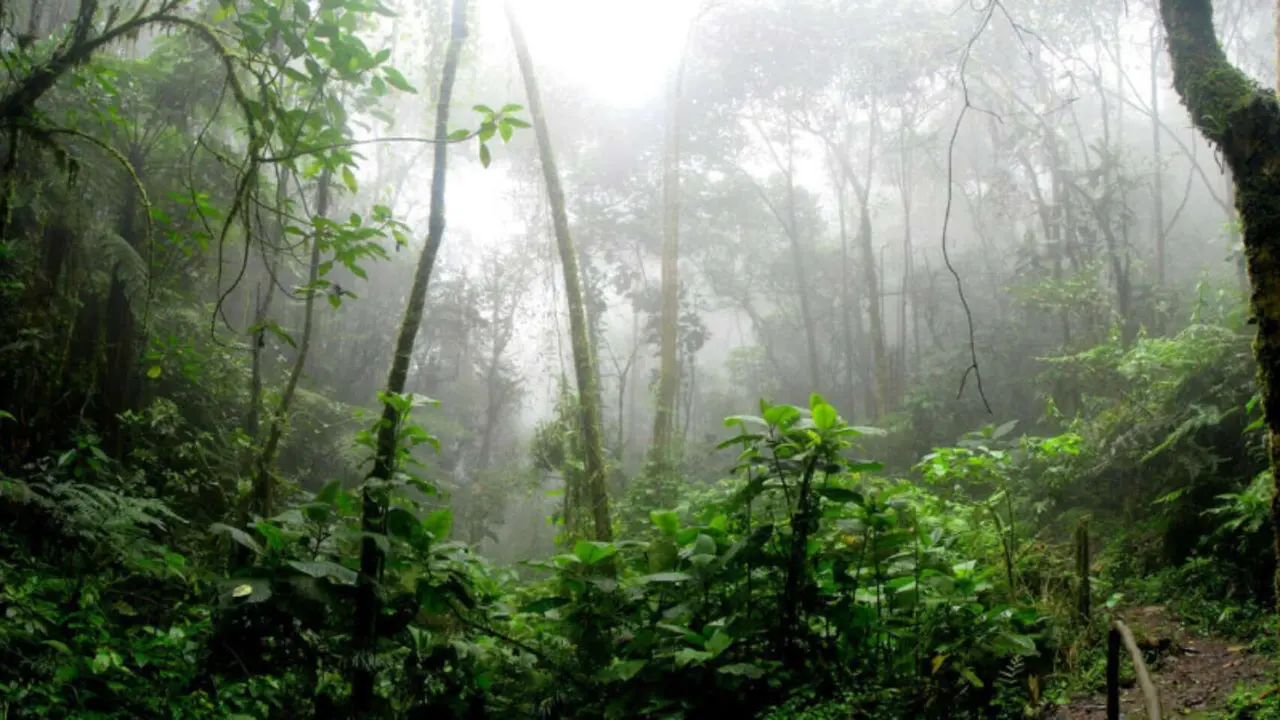 Los &aacute;rboles del Amazonas. / Pexels