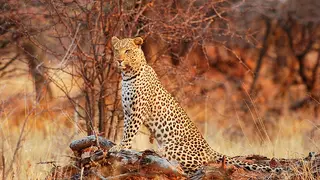 Leopardo cazando./ Netflix