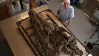Attenborough y el monstruo jur&aacute;sico, teaser. / Movistar Plus+