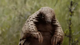 Pangolin: Kulu's Journey. / Netflix