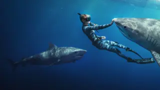 Shark Whisperer. / Netflix
