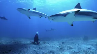 All the Sharks. / Netflix