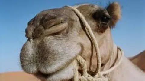 Un camello.
