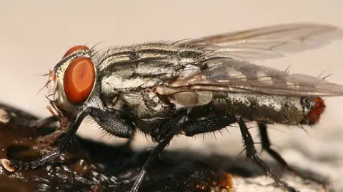 Mosca que produce la Miasis.