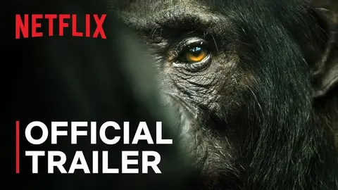 El imperio de los Chimpanc&eacute;s, documental de Netflix
