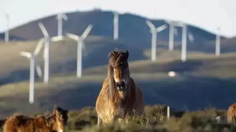 Caballo galopando con un parque e&oacute;lico de fondo. / @Twitter