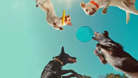 En de la mente de un perro. / Netflix