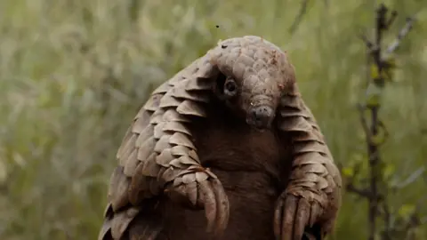 Pangolin: Kulu's Journey. / Netflix