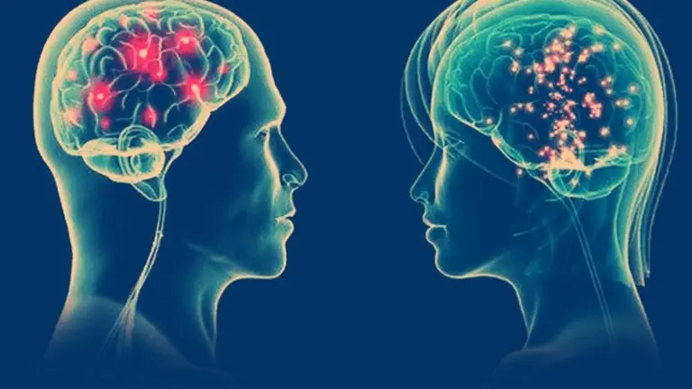 Cerebro de hombre y mujer. / RR SS.