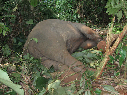 4 Cadavre d'elephant Congo WCS. / UNEP