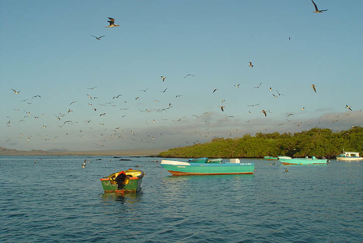 Isla Isabela. / Wikipedia Commons.