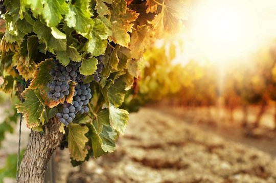 Uvas.