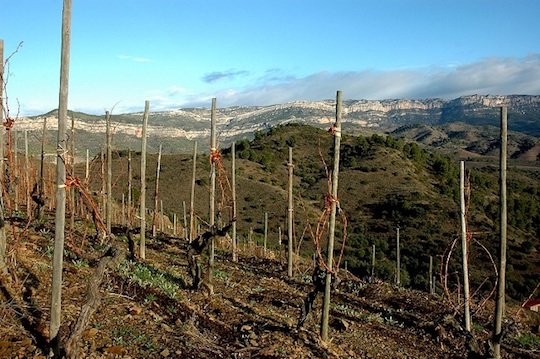 Viñedos.