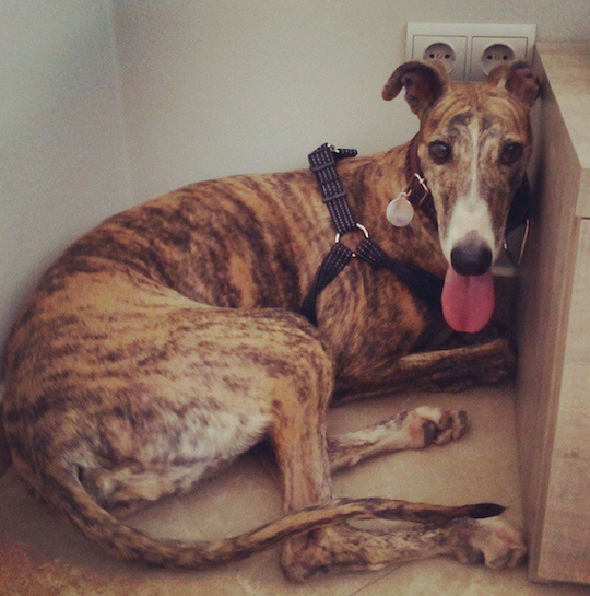 Los primeros días en su nuevo hogar, Gala se acurrucaba en un rincón, escondida. / Instagram @gala_galga