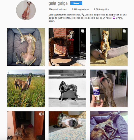 Instagram de Gala. 