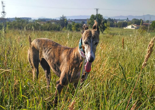Gala de paseo. / Instagram @gala_galga