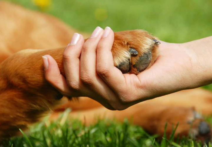 Una persona dandole la mano a su mascota. RR SS.