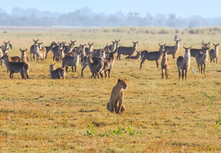 Fauna de Gorongosa. Gorongosa.org.