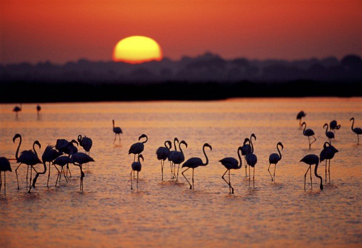 Parque de Doñana. / Naturanda