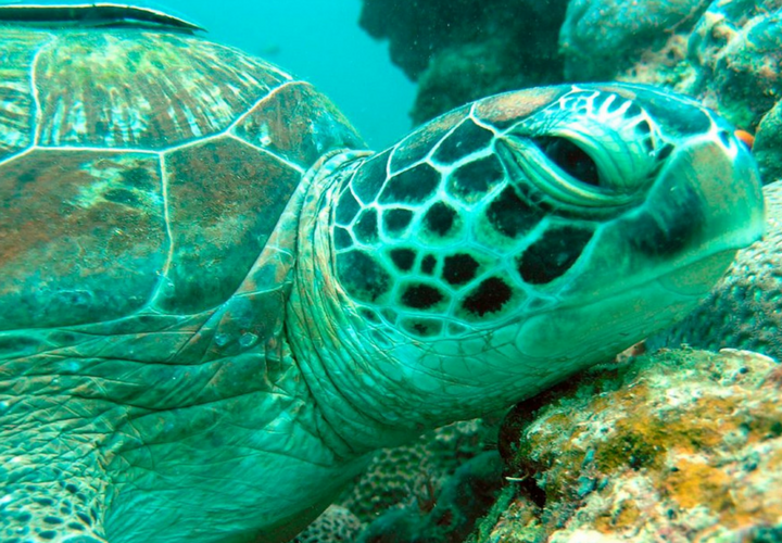 Tortuga verde. RR SS.