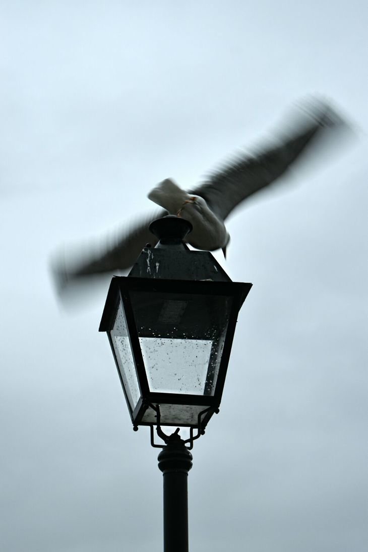 Gaviota y farola / Armando García Valdés
