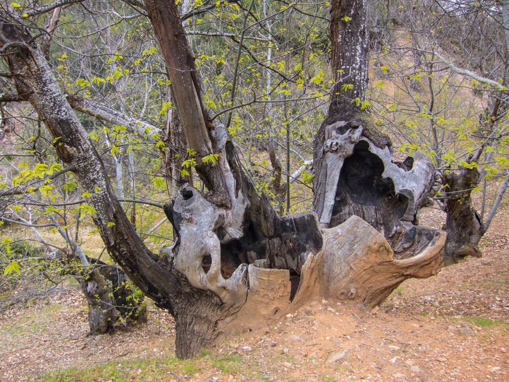 Castaños en Las Médulas. / Mundiario