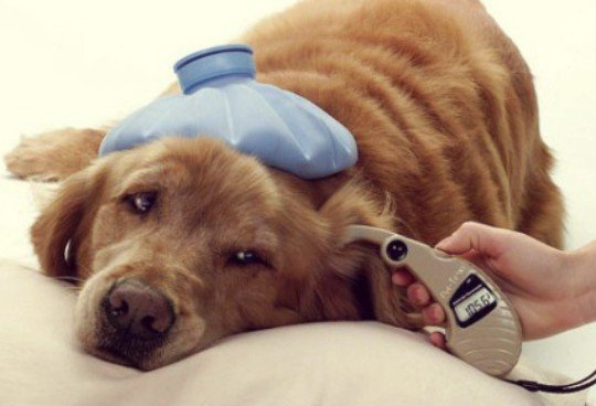 Perro enfermo. RR SS 