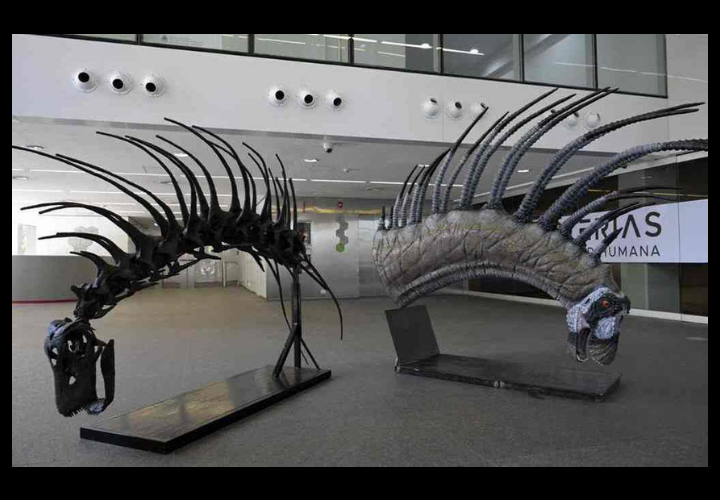 Bajadasaurus pronuspinax. RR SS (1)