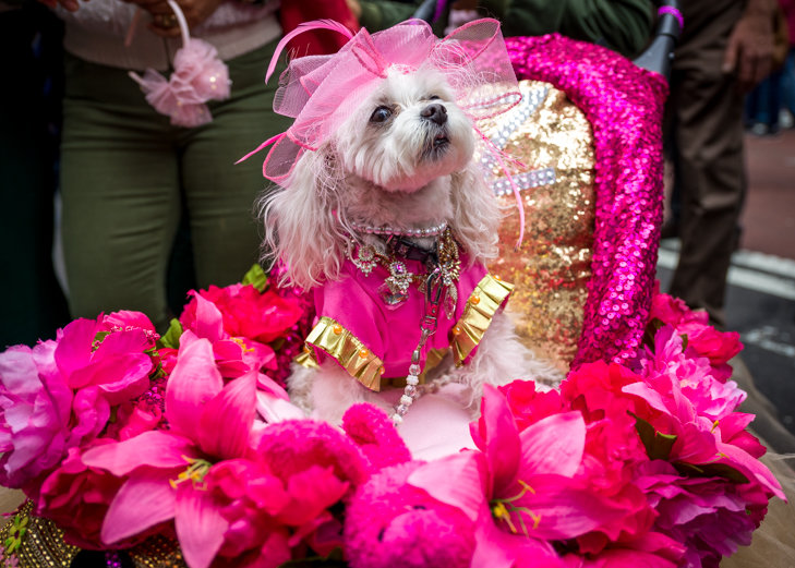 Perritos participan en el desfile de Pascua de Nueva York