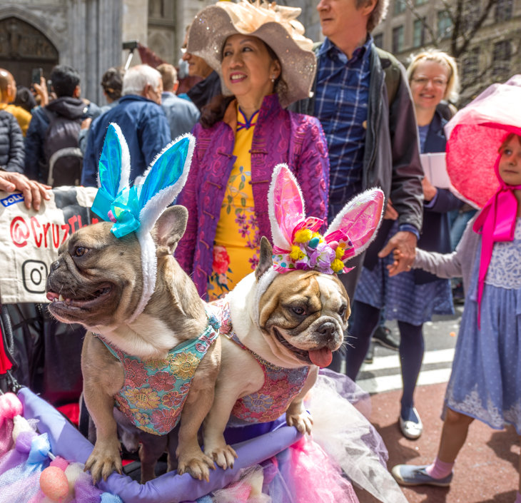 Perritos disfrazados durante el festival de sombreros