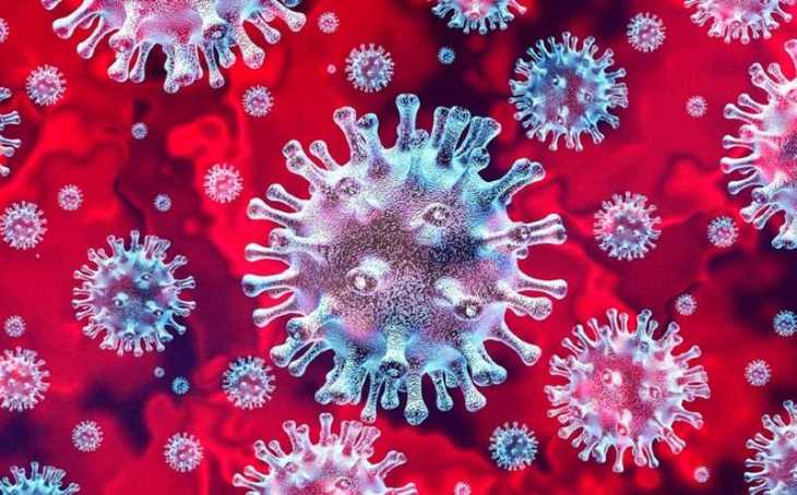 El virus, a diferencia de la bacteria, necesita de una célula huésped para poder vivir y reproducirse
