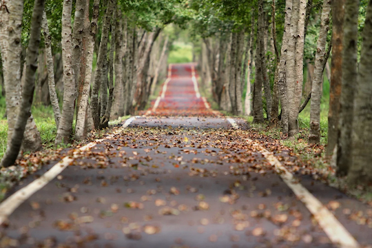 Camino. / Pixabay