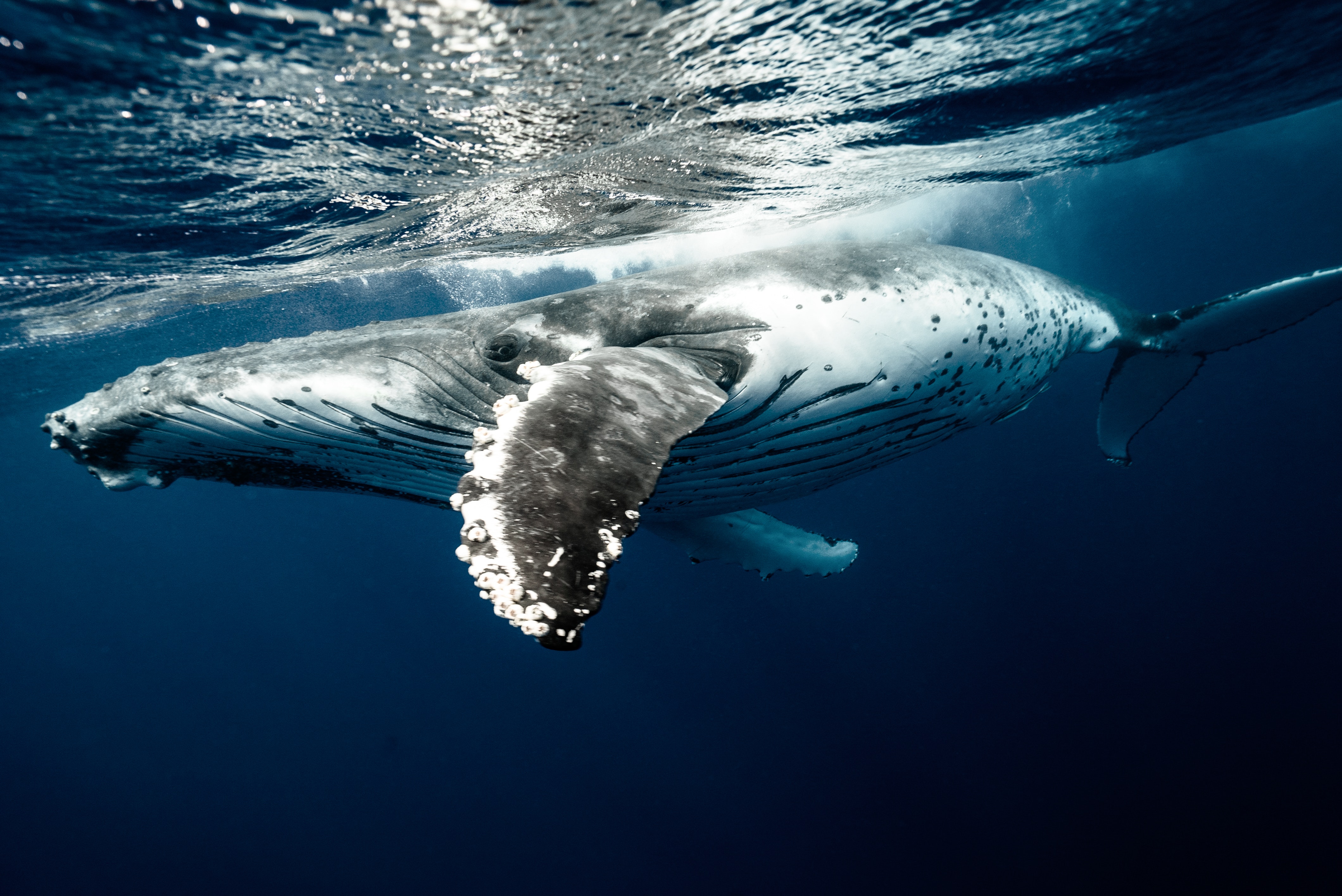 Ballena./ Pexels