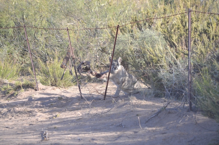 Rescate de la puma. argentina.gob.ar