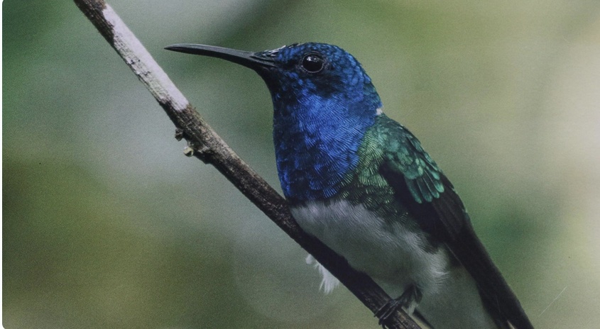 Especie de colibrí. / Turismo de Panamá