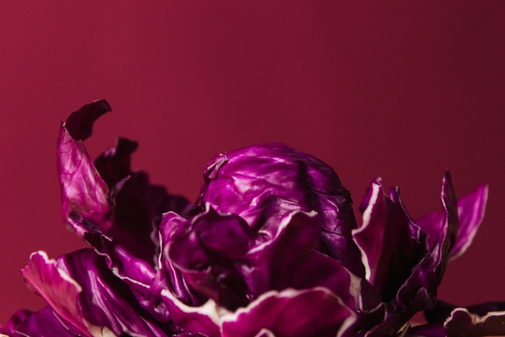 Repollo morado. Ron Lach en Pexels.