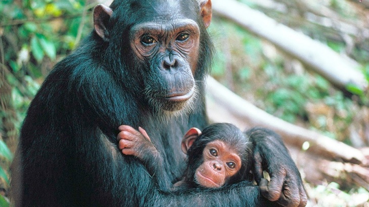 El Imperio de los Chimpancés documental