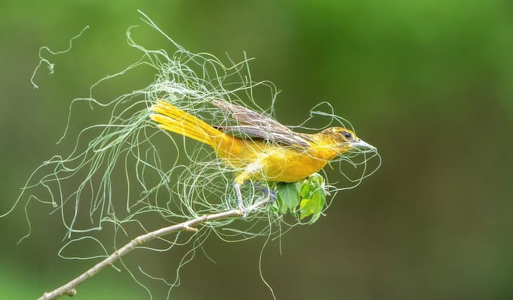 Audubon Photography Awards 2023 - Premio de Pájaro Hembra-Baltimore Oriole  ©  Sandra M. Rothenberg, EEUU