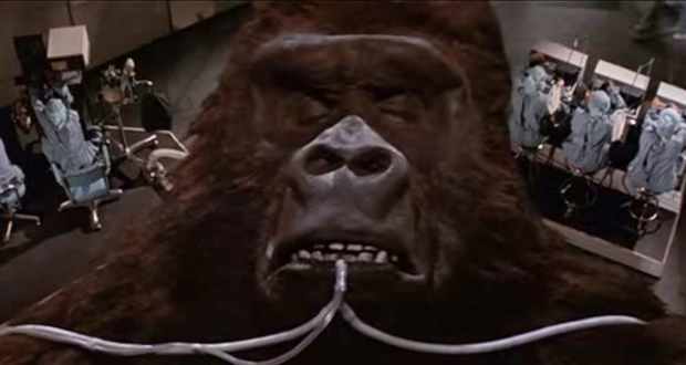 King Kong mientras es intervenido quirúrgicamente. / RR SS