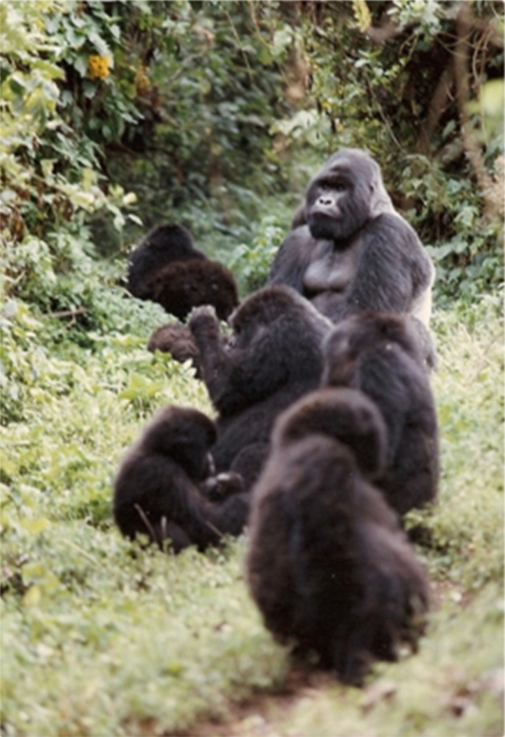 02 Gorilas Beringuei Montes Virunga. / P Fuentetaja